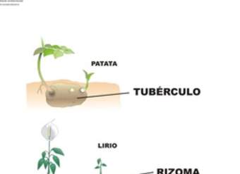 Reproducción asexual en plantas Reproducción asexual en plantas