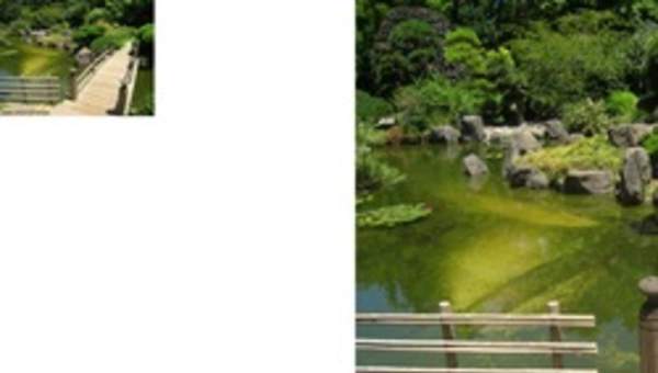 Jardín japonés Jardín japonés