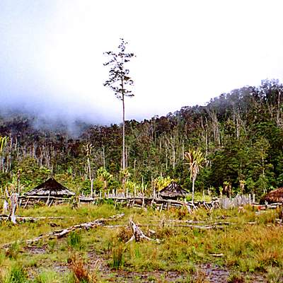 Deforestación Deforestación