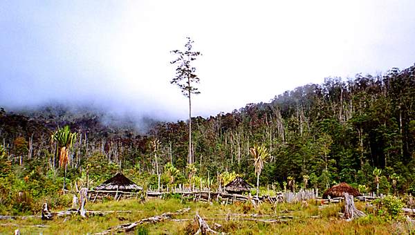 Deforestación Deforestación