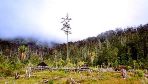 Deforestación Deforestación