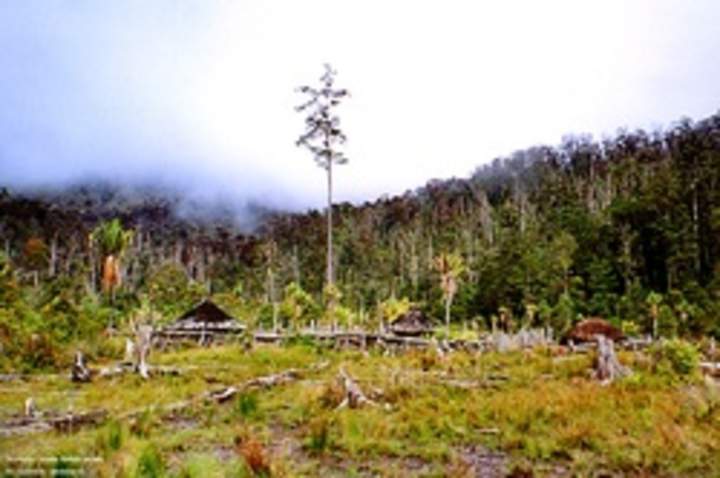 Deforestación Deforestación