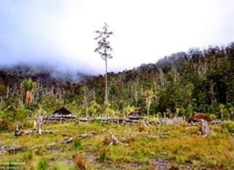 Deforestación Deforestación