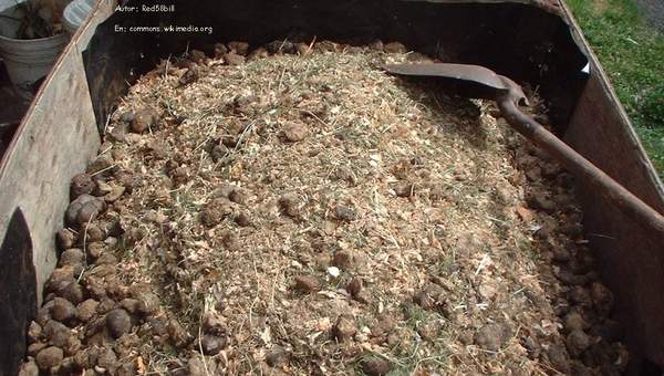 Compost Compost