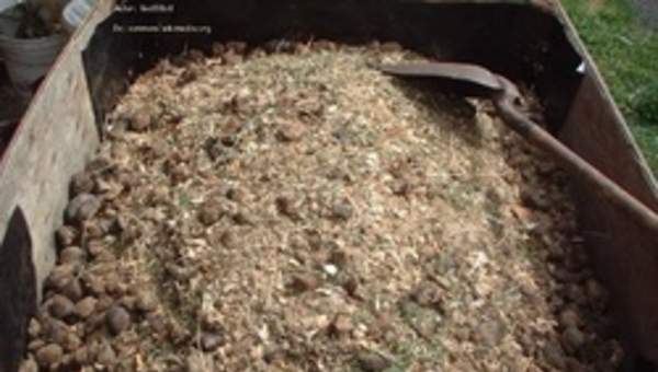Compost Compost