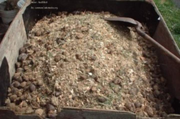 Compost Compost