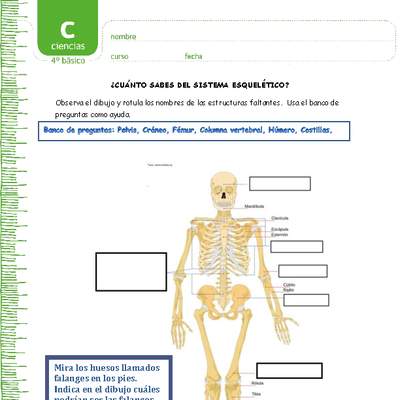 ¿Cuánto sabes del sistema esquelético? ¿Cuánto sabes del sistema esquelético?