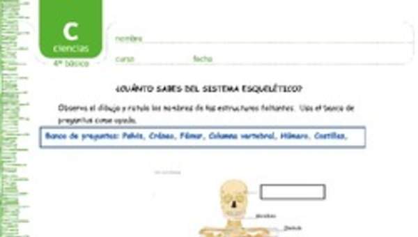 ¿Cuánto sabes del sistema esquelético? ¿Cuánto sabes del sistema esquelético?