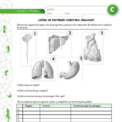 Como se protegen nuestros órganos Como se protegen nuestros órganos