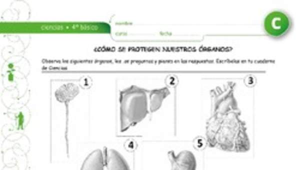 Como se protegen nuestros órganos Como se protegen nuestros órganos