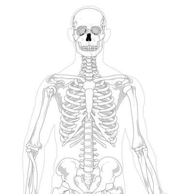 Esqueleto humano para colorear