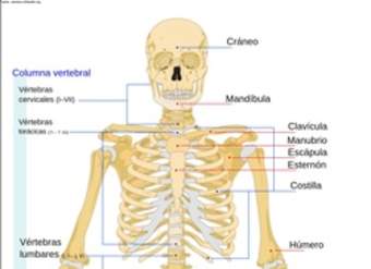 El esqueleto humano rotulado El esqueleto humano rotulado
