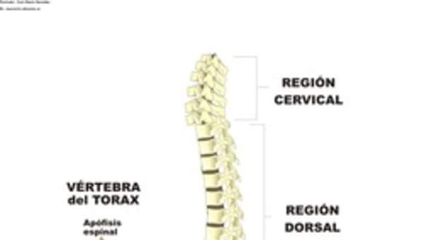 Columna vertebral rotulada Columna vertebral rotulada