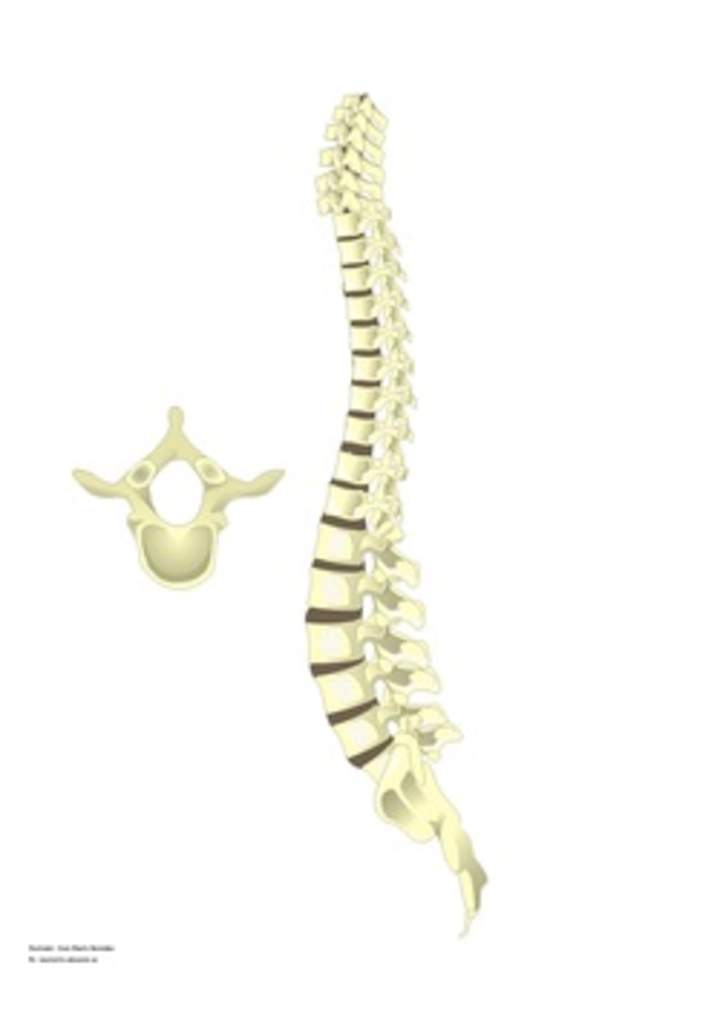 Columna vertebral Columna vertebral