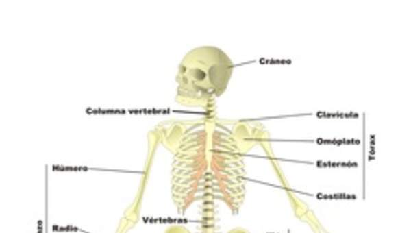 Esqueleto humano Esqueleto humano
