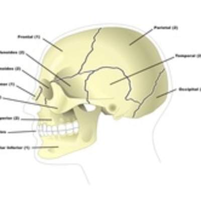 Los huesos del cráneo Los huesos del cráneo
