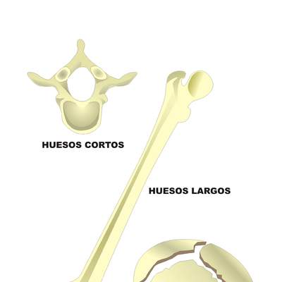 Tipos de huesos en el ser humano Tipos de huesos en el ser humano