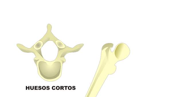Tipos de huesos en el ser humano Tipos de huesos en el ser humano