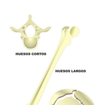 Tipos de huesos en el ser humano Tipos de huesos en el ser humano