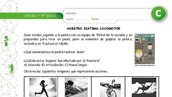 Nuestro sistema locomotor Nuestro sistema locomotor