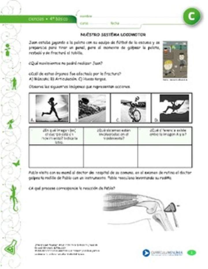 Nuestro sistema locomotor Nuestro sistema locomotor