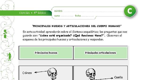 Principales huesos y articulaciones Principales huesos y articulaciones