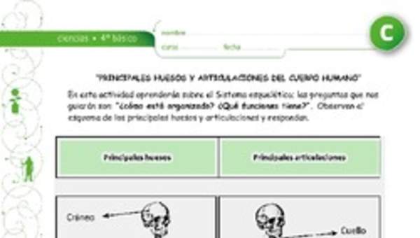 Principales huesos y articulaciones Principales huesos y articulaciones