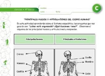 Principales huesos y articulaciones Principales huesos y articulaciones