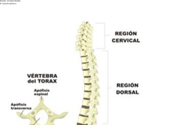 Columna vertebral rotulada Columna vertebral rotulada