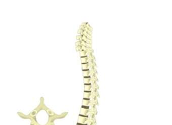 Columna vertebral Columna vertebral
