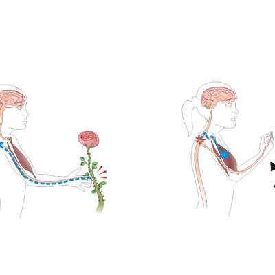 El movimiento reflejo El movimiento reflejo