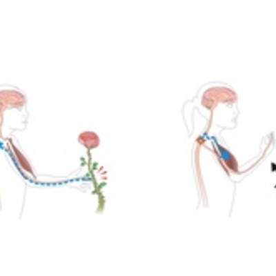 El movimiento reflejo El movimiento reflejo