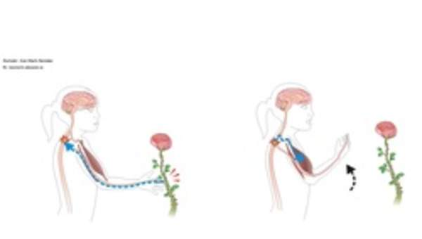 El movimiento reflejo El movimiento reflejo