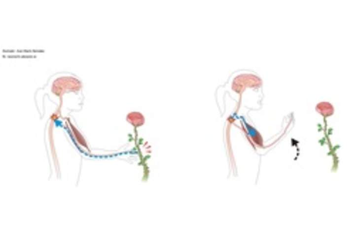El movimiento reflejo El movimiento reflejo