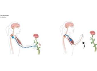 El movimiento reflejo El movimiento reflejo