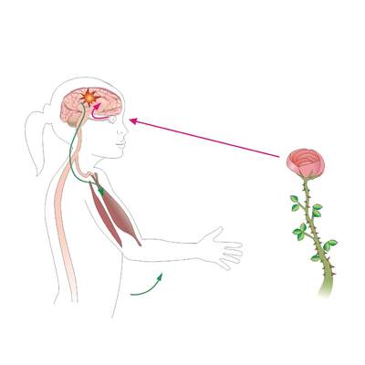 El movimiento voluntario El movimiento voluntario