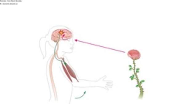 El movimiento voluntario El movimiento voluntario