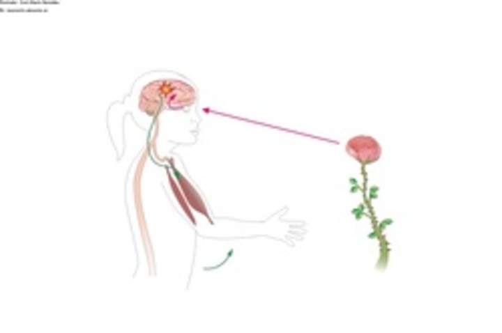 El movimiento voluntario El movimiento voluntario