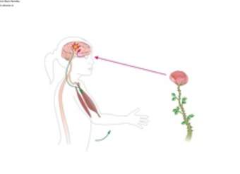 El movimiento voluntario El movimiento voluntario