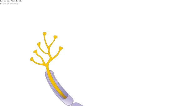 Una neurona Una neurona