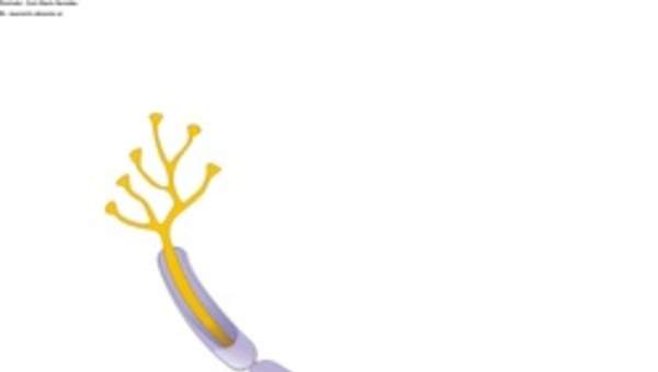 Una neurona Una neurona