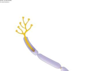 Una neurona Una neurona