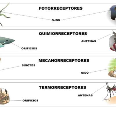 Receptores sensoriales en los animales Receptores sensoriales en los animales