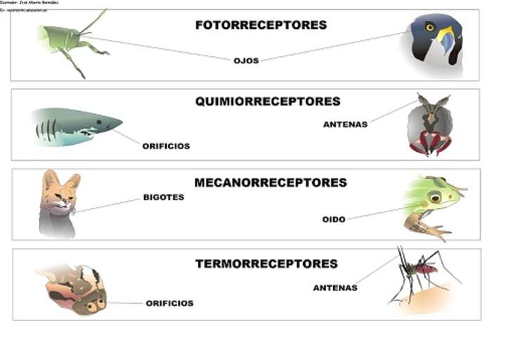 Receptores sensoriales en los animales Receptores sensoriales en los animales