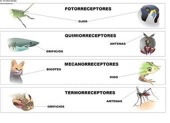 Receptores sensoriales en los animales Receptores sensoriales en los animales
