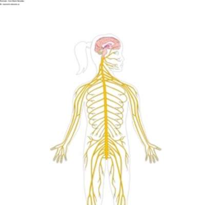 El sistema nervioso sin rotular El sistema nervioso sin rotular