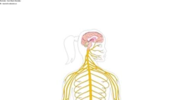 El sistema nervioso sin rotular El sistema nervioso sin rotular