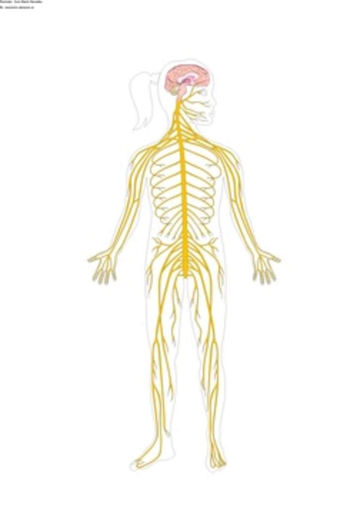 El sistema nervioso sin rotular El sistema nervioso sin rotular