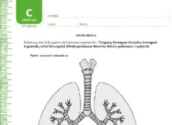 Colorea los pulmones Colorea los pulmones