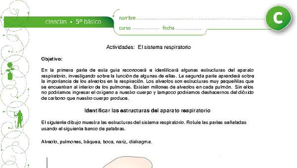 El sistema respiratorio El sistema respiratorio